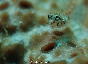 A seafan blenny. by John Roach 